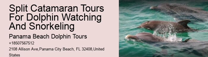 Tailored Dolphin Watching and Snorkeling Expeditions