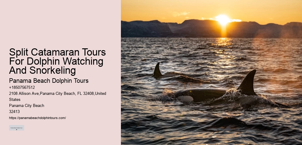 How Much Does It Cost To Swim With Dolphins In Panama City