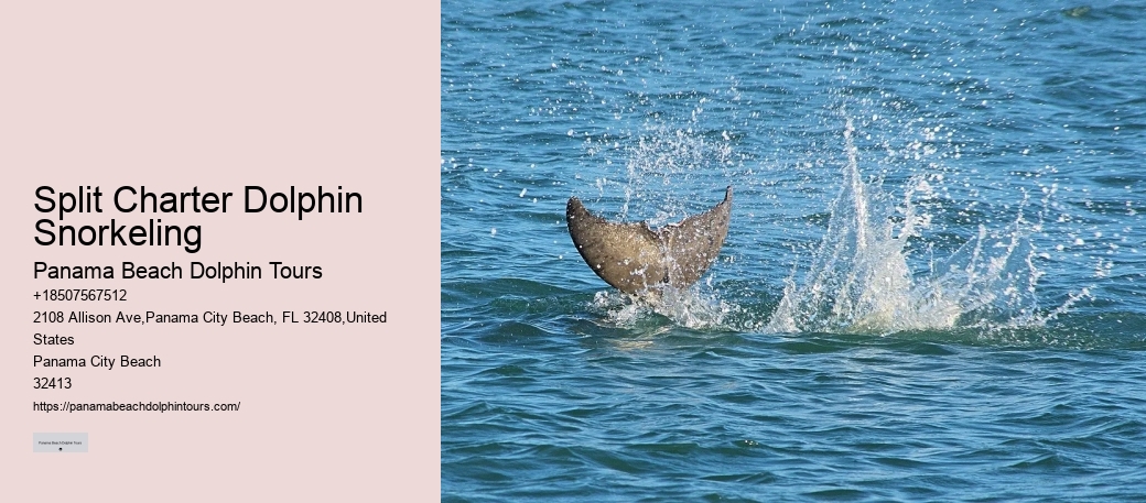 What is the best time of year to go on a dolphin tour in Panama City Beach