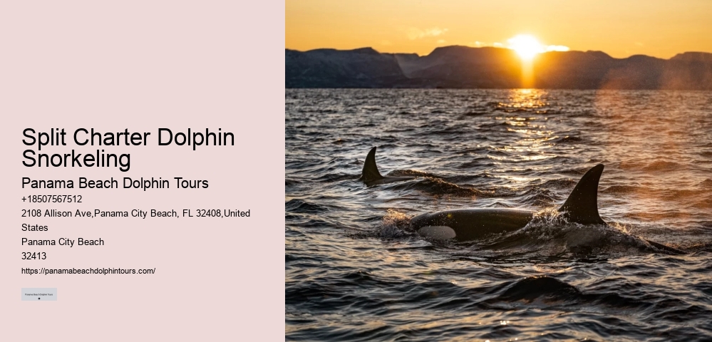 Individual Dolphin Swim and Snorkeling Tours