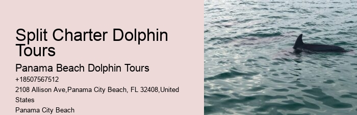 Dolphins In