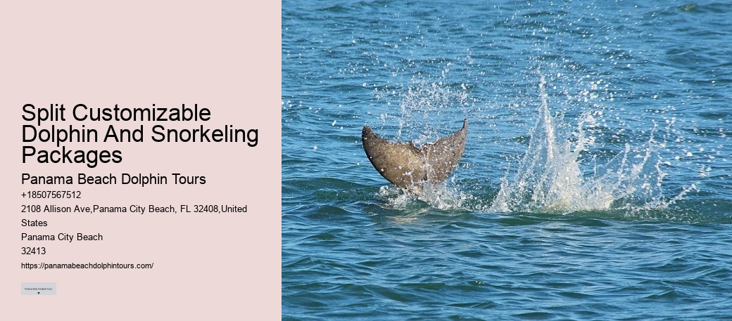 2 Hours Private Dolphin Tour