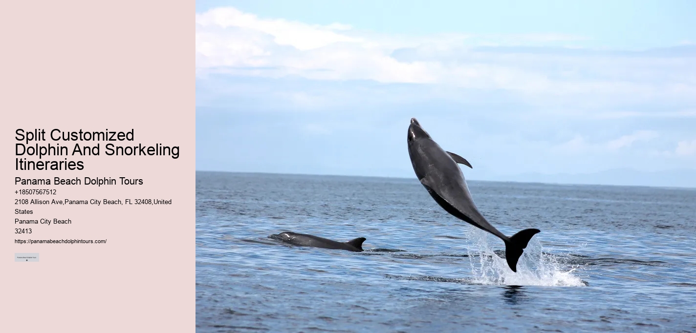 Split Charter Dolphin And Snorkeling Tours Cost