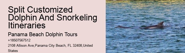 Exclusive Dolphin Watching and Snorkeling Adventures