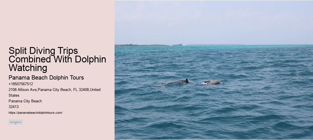 Split Diving Trips Combined With Dolphin Watching