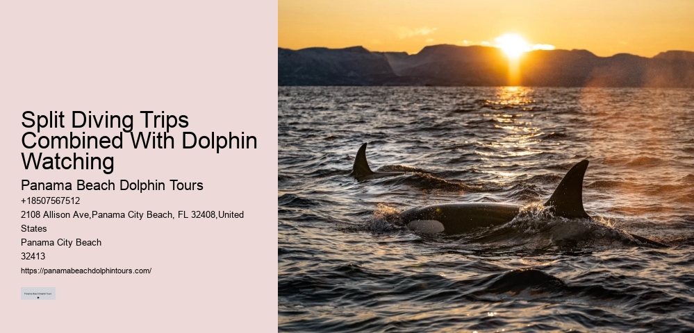 Secluded Dolphin Encounter and Snorkeling Experience