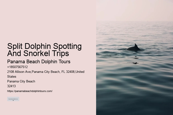 Can You Swim With Dolphins In Panama