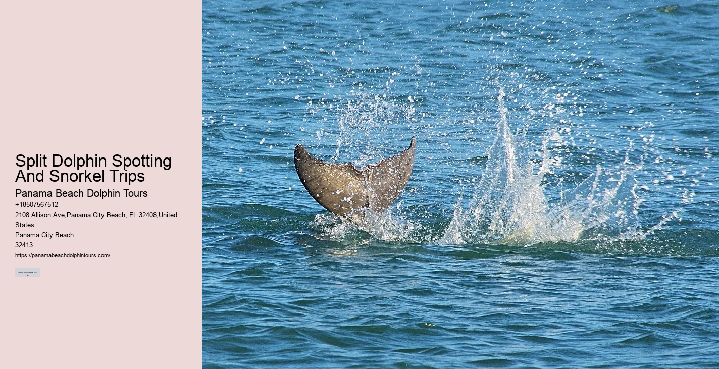 Snorkeling Excursions With Dolphin Sightings In Split