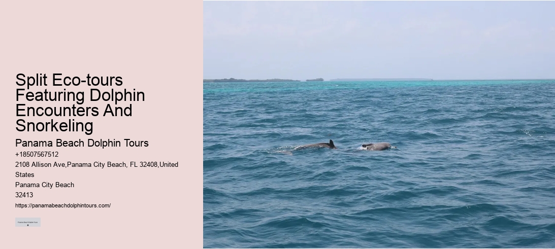 Split Eco-tours Featuring Dolphin Encounters And Snorkeling
