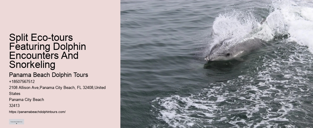 What To Do If A Dolphin Approaches You
