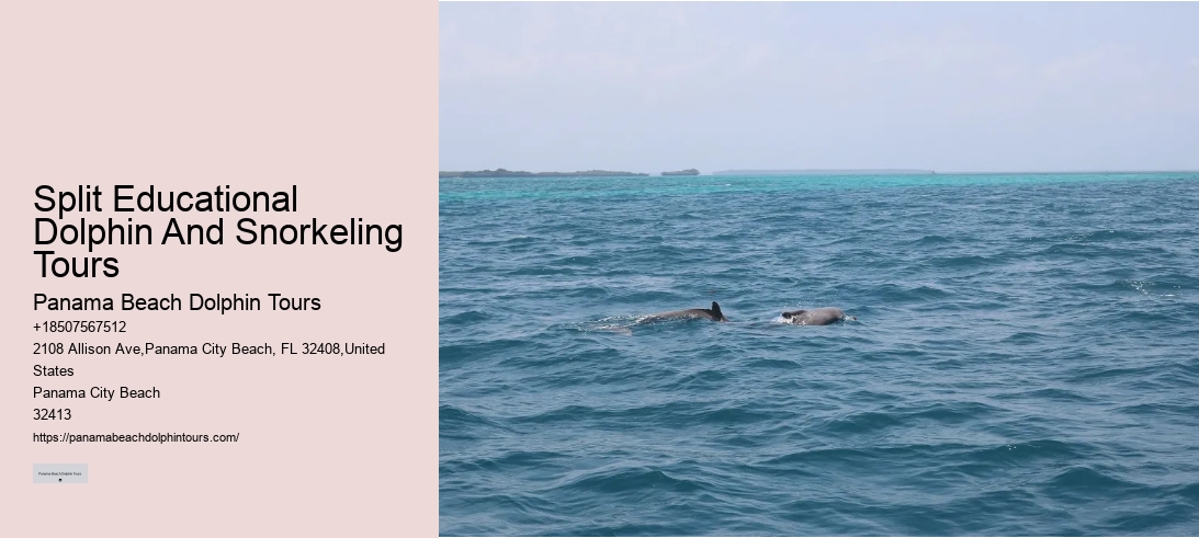 Split Educational Dolphin And Snorkeling Tours