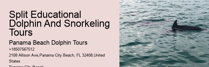 Split Sunset Dolphin Cruises With Snorkeling