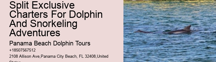 What To Do If A Dolphin Is Stranded On A Beach