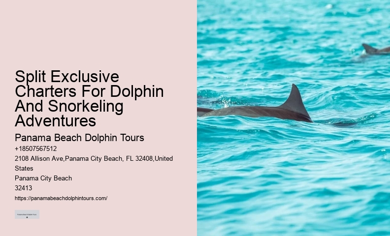 Bespoke Dolphin Encounter with Snorkeling