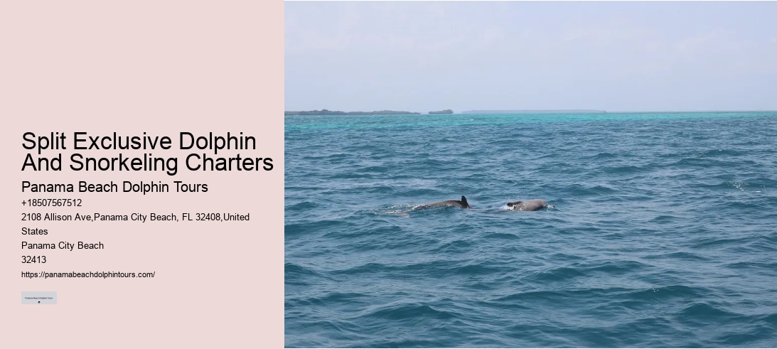 Split Exclusive Dolphin And Snorkeling Charters