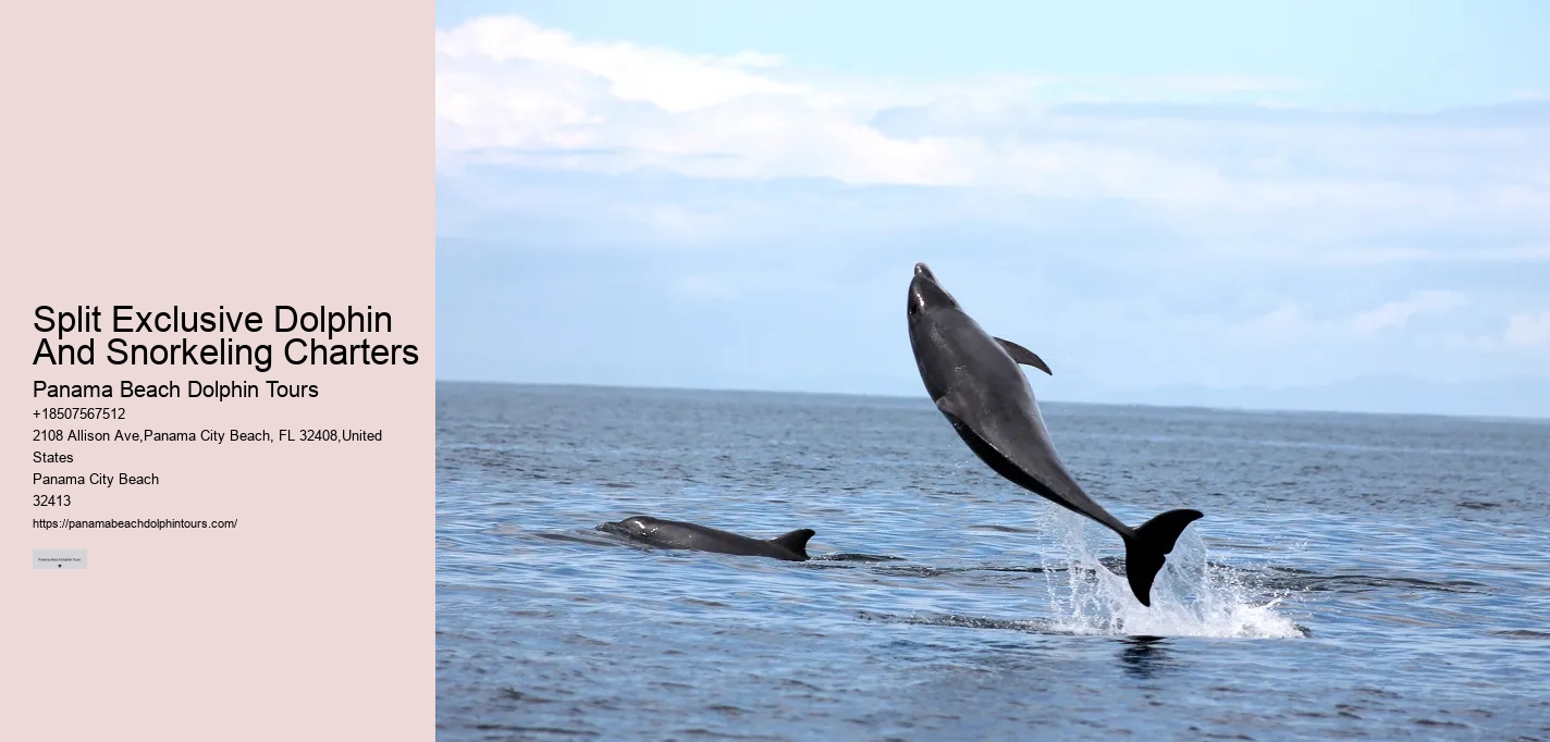 Panama Beach Dolphin Tours