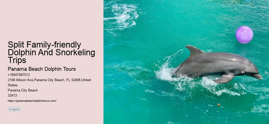 Split Private Charters For Dolphin And Snorkeling