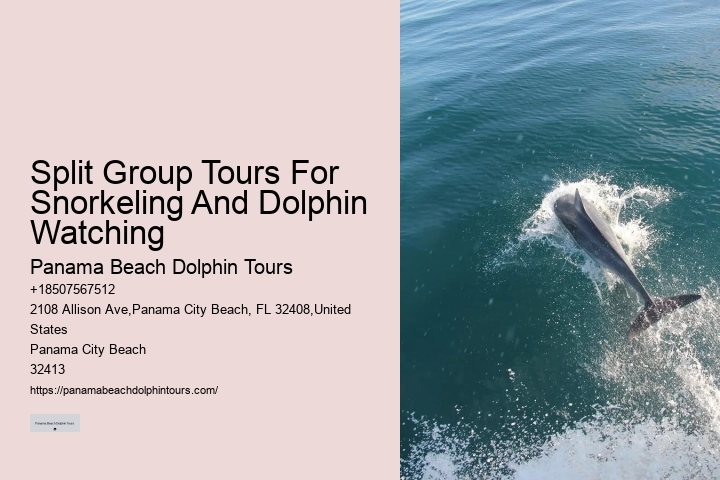 Elite Dolphin Watching with Snorkeling