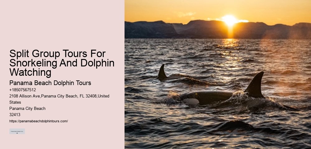 Dolphin 5 Sentences