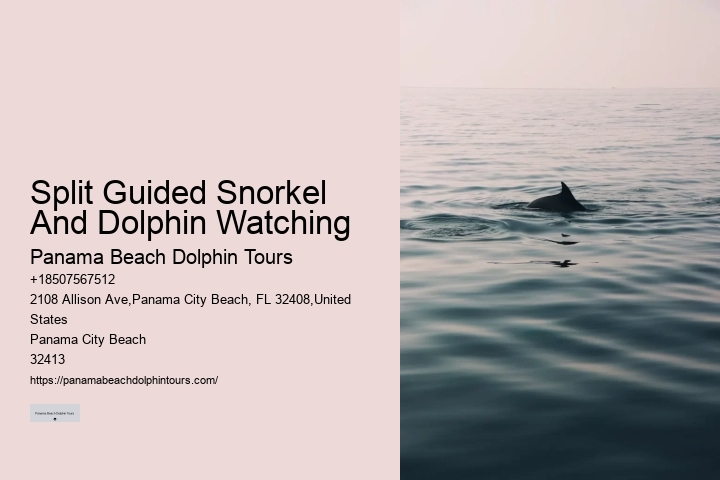 Exclusive Dolphin Discovery and Snorkeling Trips