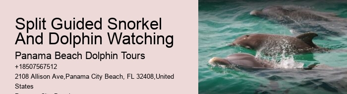 Split Thrilling Speedboat Dolphin And Snorkeling Tours