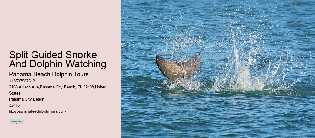 Split Group Tours For Snorkeling And Dolphin Watching