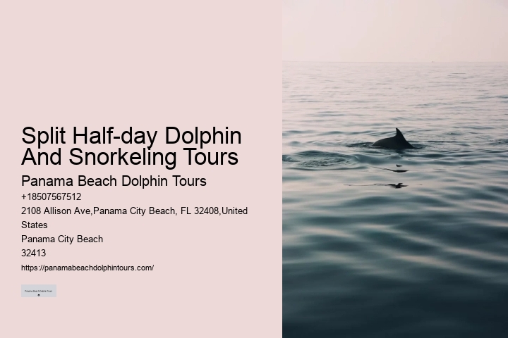 Split Personalized Snorkeling And Dolphin Charters