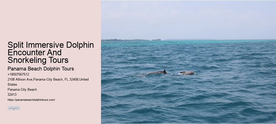 Split Immersive Dolphin Encounter And Snorkeling Tours