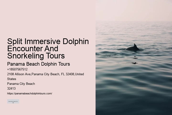 Tips And Advice For Swimming With Dolphins