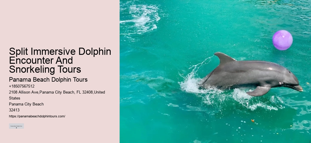 What Cruise Can You Swim With Dolphins