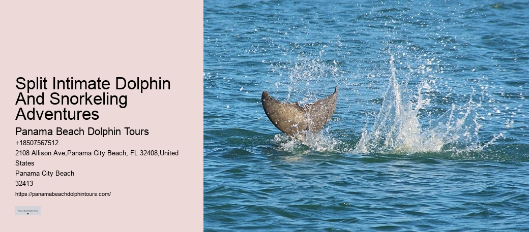 Split Small-group Guided Dolphin And Snorkeling Tours