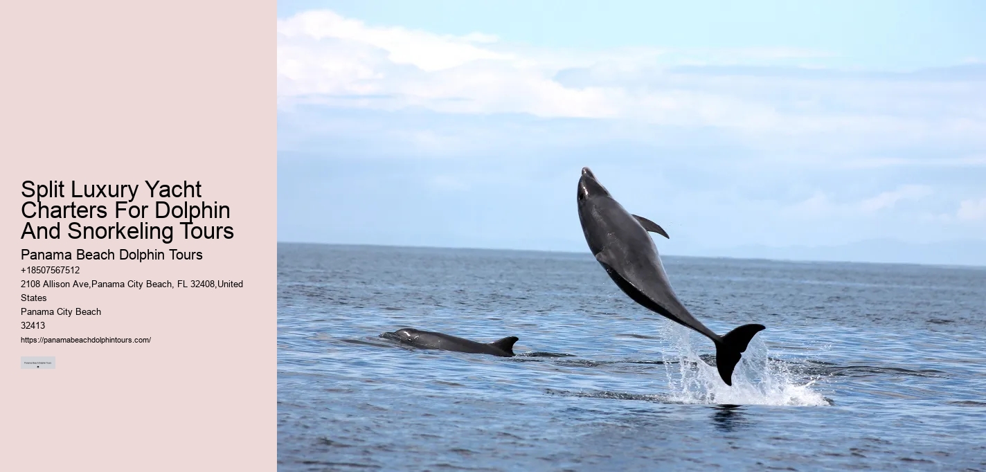 Individual Dolphin Watching and Snorkeling Trips