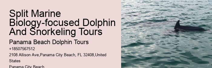 Deluxe Dolphin Discovery and Snorkeling Adventures