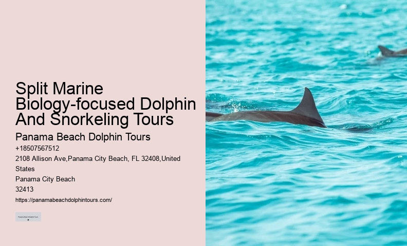 Can You Swim With The Dolphins If You Don T Know How To Swim