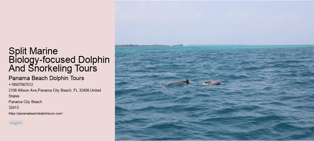 Split Marine Biology-focused Dolphin And Snorkeling Tours