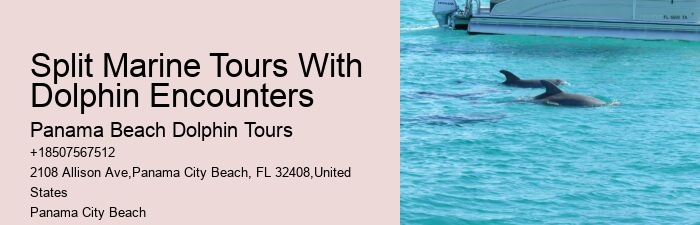 Panama City Beach Dolphin And Snorkel Tours
