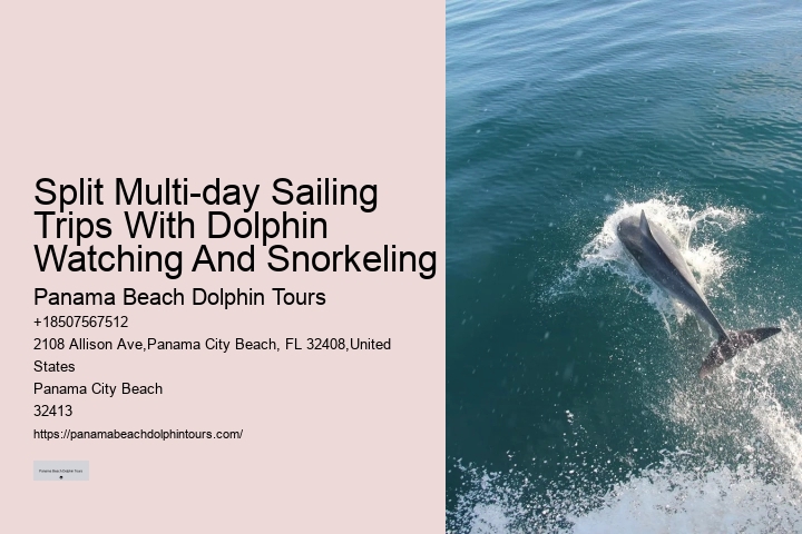 Individual Dolphin Encounter and Snorkeling Tours