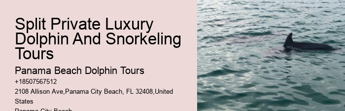 Dolphins Snorkeling Charter Split