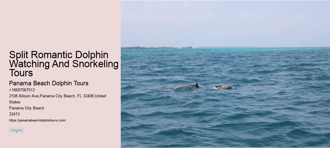 Split Romantic Dolphin Watching And Snorkeling Tours