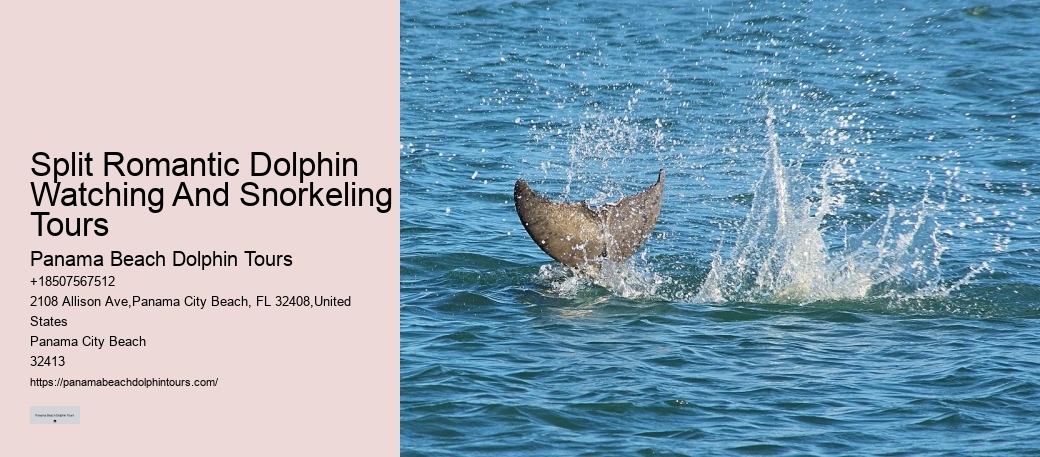Personal Dolphin Exploration with Snorkeling