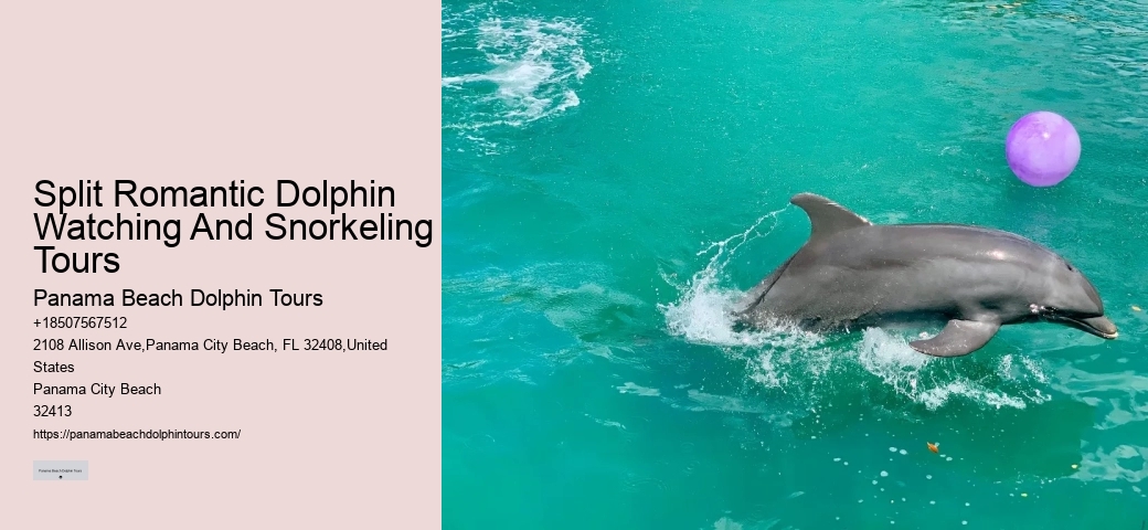 2 Hour Dolphin Cruise