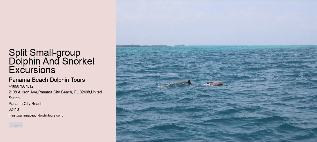 Split Small-group Dolphin And Snorkel Excursions