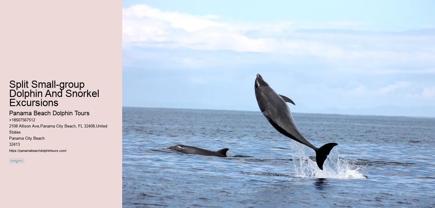 Split Marine Conservation-focused Dolphin And Snorkeling Trips