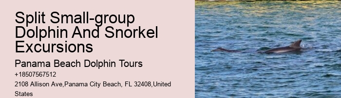 Deluxe Dolphin Swim and Snorkeling Trips