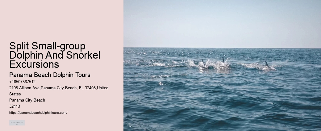 Dolphin And Snorkel Tours Near Me