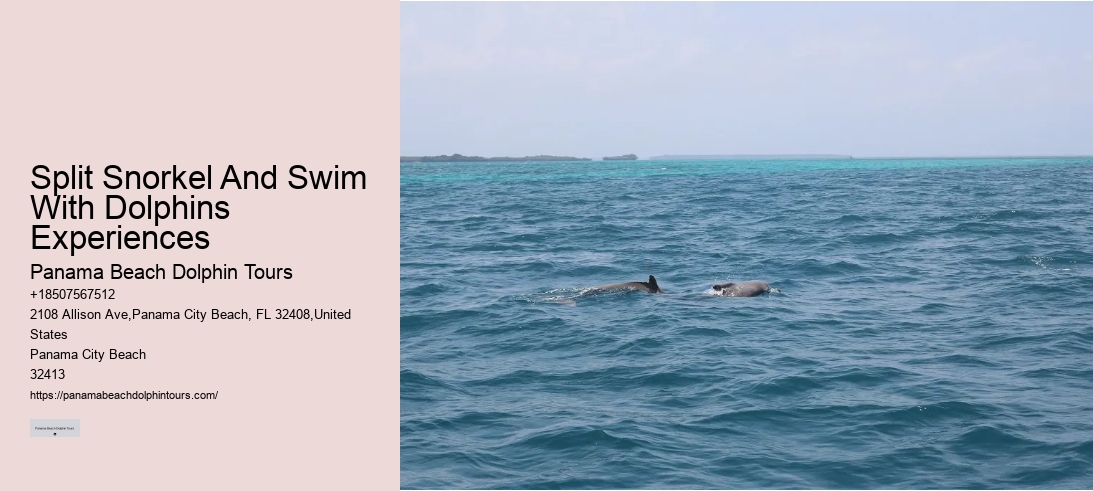 Split Snorkel And Swim With Dolphins Experiences
