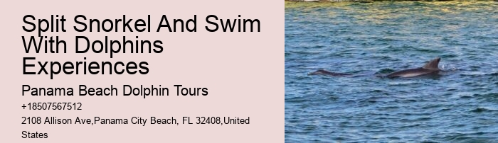 Dolphin Spotting Excursions in PCB