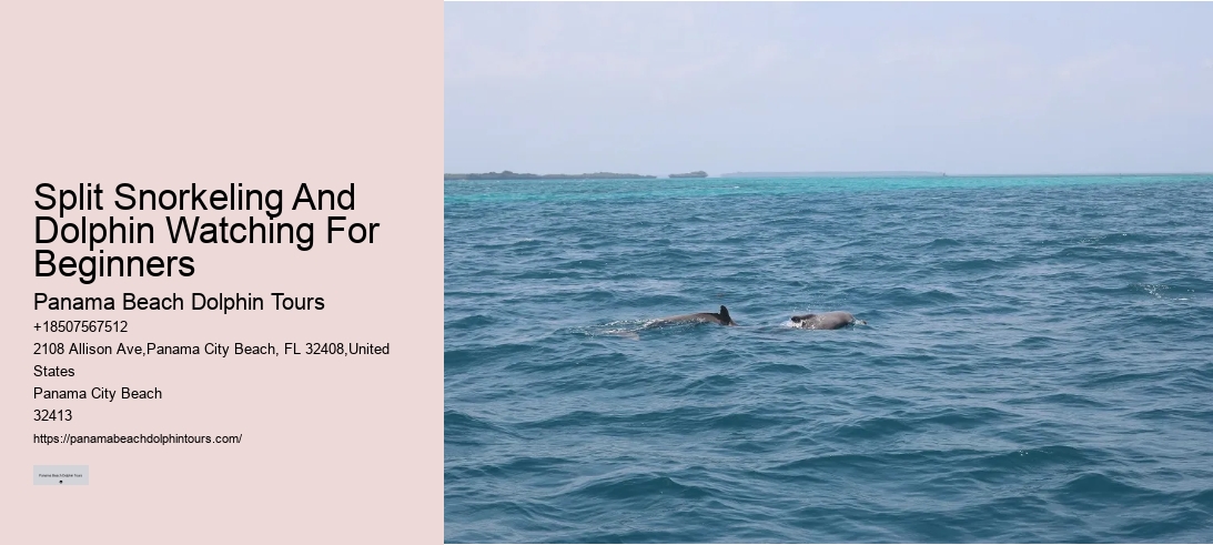Split Snorkeling And Dolphin Watching For Beginners