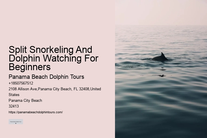 How Much Does It Cost To Swim With The Dolphins In The Florida Keys
