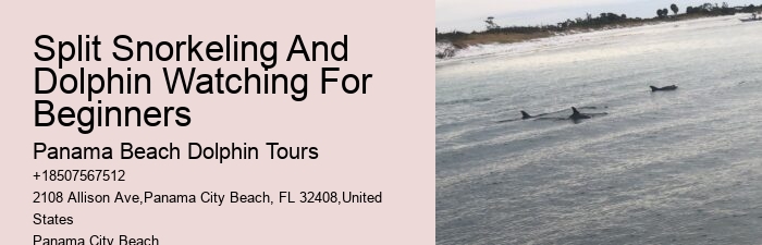 Snorkeling And Dolphin Charters In Split